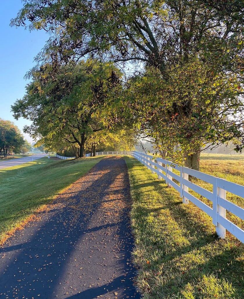 pedestrian path along white fence lined with huge trees