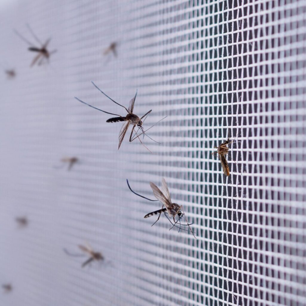 Mosquitoes on a mesh screen.