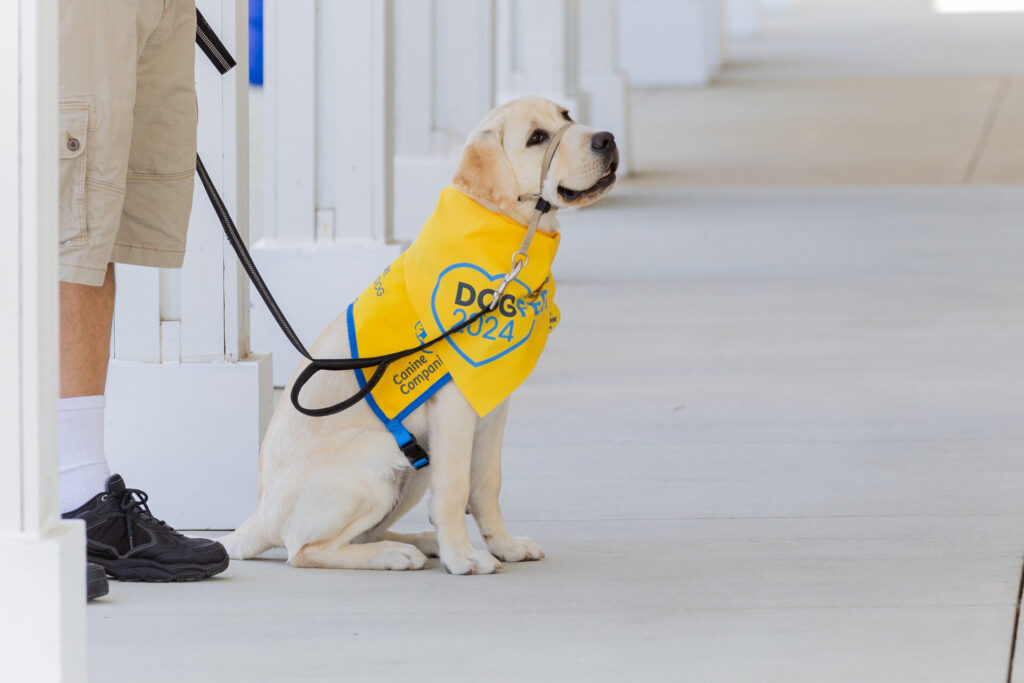 A Labrador retriever wearing a yellow "DOGFEST 2024 Canine Companions" bandana, sitting beside a person wearing shorts and holding the dog's leash.