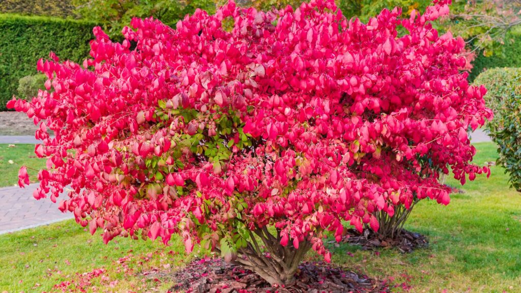 A vibrant burning bush with bright red leaves in a landscaped garden.