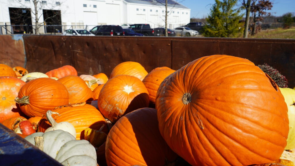 A pile of large orange pumpkins in a metal container with a white building and cars in the background.