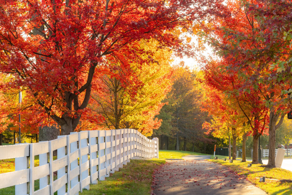 A scenic pathway lined with vibrant red and orange autumn trees, accompanied by a white wooden fence on one side, set against a backdrop of green grass and dappled sunlight.