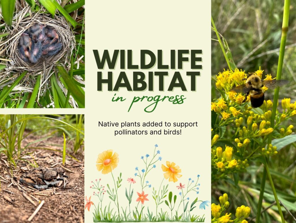 Collage of wildlife images featuring a bird nest with chicks, a bird resting on the ground among grass, and a bumblebee on yellow flowers, with text in the center reading 'Wildlife Habitat in progress' and 'Native plants added to support pollinators and birds!' along with illustrations of colorful flowers at the bottom.