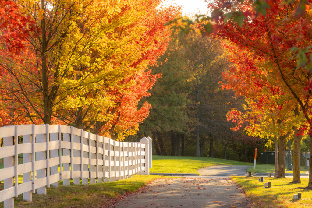 Curving paved pathway lined with green grass and bordered by a white wooden fence and trees with bright autumn leaves in shades of yellow, orange, and red under warm sunlight.