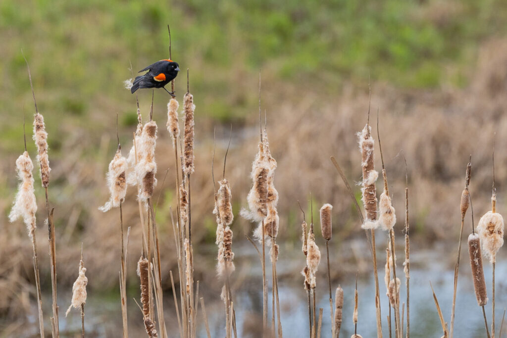 A small black bird with bright orange patches on its head and wing perches on a slender cattail stalk among fluffy brown cattail seedheads in a marshy field.
