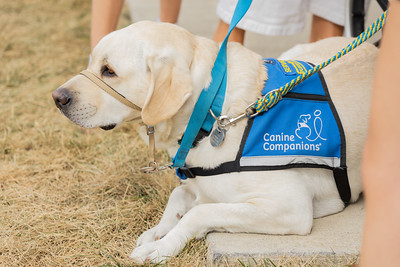 Yellow Labrador retriever wearing a blue Canine Companions service vest and harness, lying on dry grass beside a sidewalk while leashed and attended by nearby people.