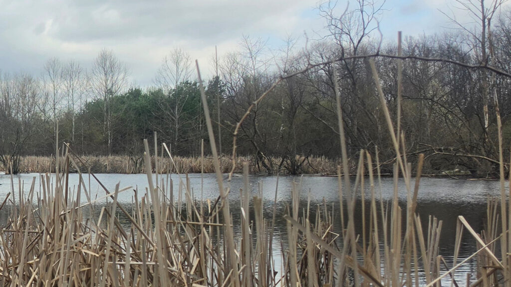 Marshy pond with tall dried cattails in foreground, still water reflecting bare trees and overcast sky in background